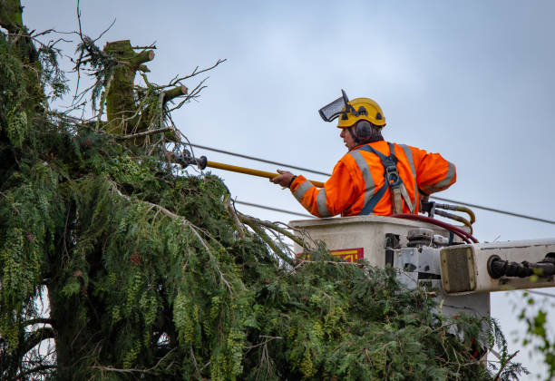 How Our Tree Care Process Works  in  Kissimmee, FL