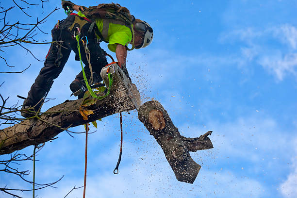 Reliable Kissimmee, FL Tree Services Solutions